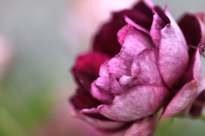 Soft Rose